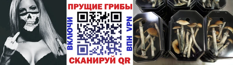 Галлюциногенные грибы Psilocybe  где можно купить   Яранск 